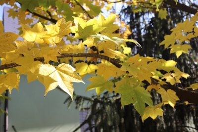 Kalopanax pictus - dlanitec pestrý - listy podzim